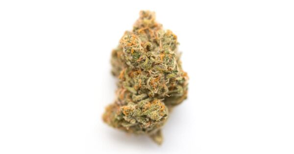 order g13 haze strain online