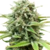 Ak-47 Autoflower Seeds For Sale 