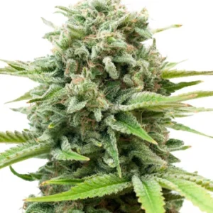 Ak-47 Autoflower Seeds For SaleĀ