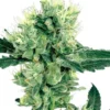 Afghan Kush Seeds For Sale 