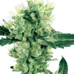 Afghan Kush Seeds For Sale 