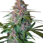 Critical Purple Autoflower Seeds For Sale
