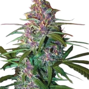 Critical Purple Autoflower Seeds For Sale