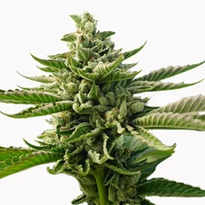 Durban Poison AutoflowerÂ