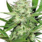 Hindu Kush Seeds For Sale
