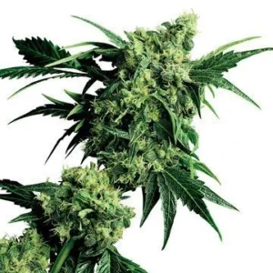 Candy Kush Seeds For Sale
