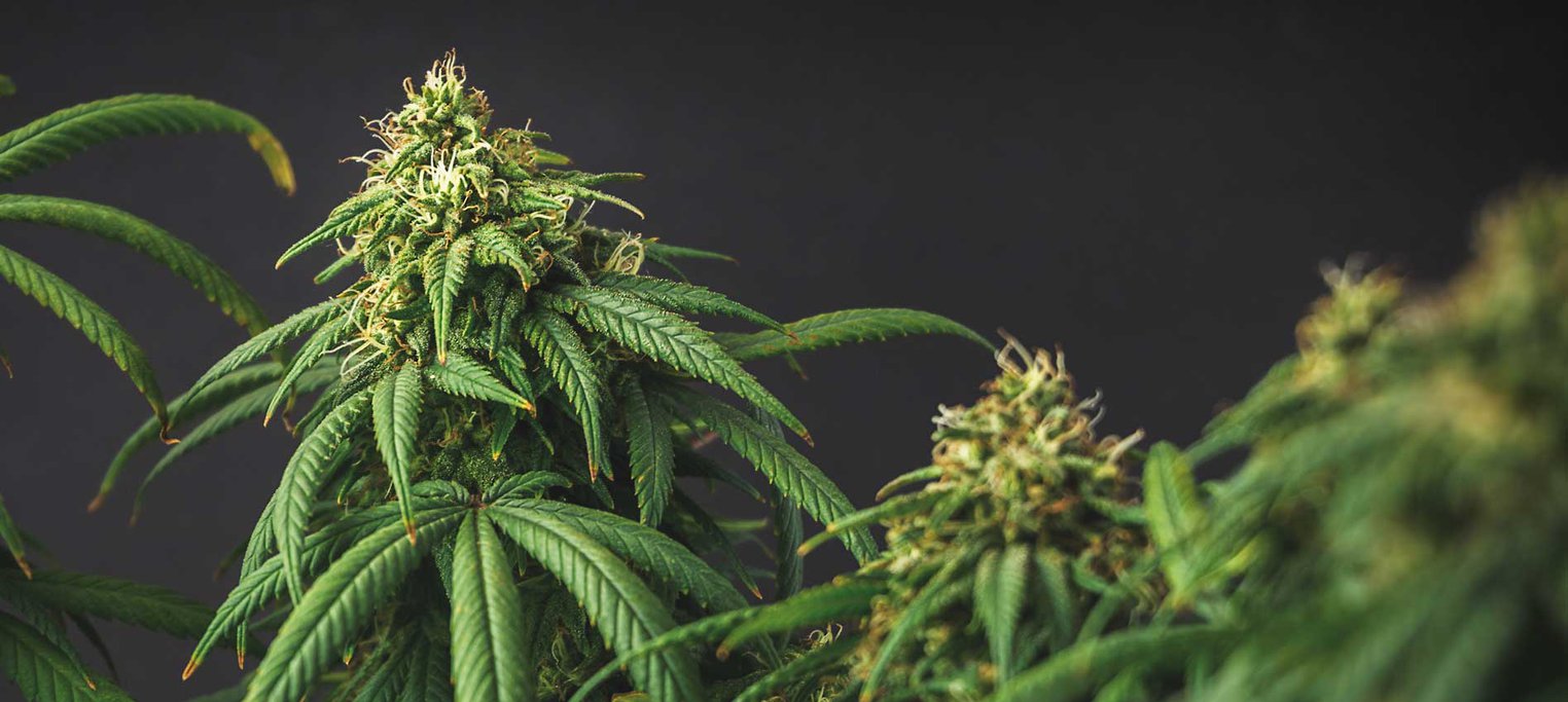 WHAT ARE THE PSYCHOLOGICAL PROBLEMS RELATED TO SMOKING MARIJUANA