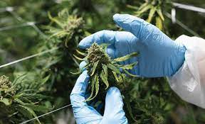 What To Look Out For Before Buying Marijuana Flower