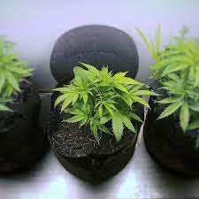 How To Grow Recreational Cannabis Indoors