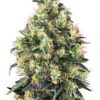 super skunk seeds for sale