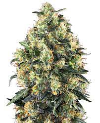 super skunk seeds for sale