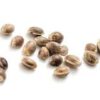 Afghan Kush Seeds For Sale 