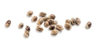 Autoflower Cannabis Seeds For Sale.