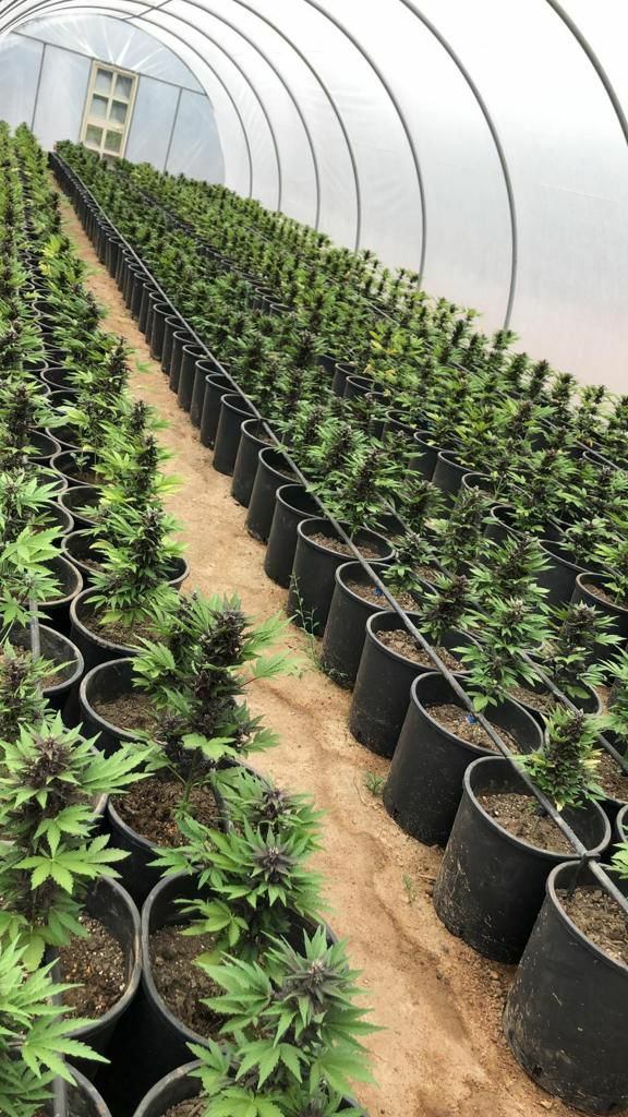 Buy indica marijuana strains online 