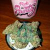 pink runtz strain for sale